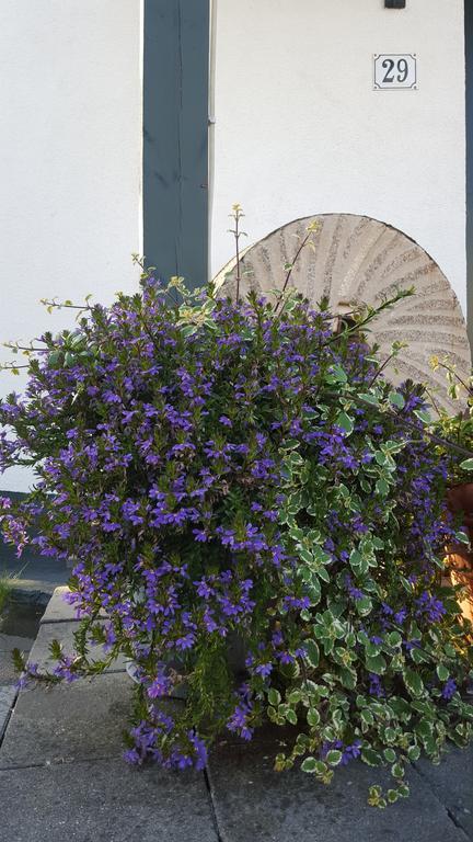 De Witte Molen Kranenburg Bed and Breakfast Kranenburg  Εξωτερικό φωτογραφία